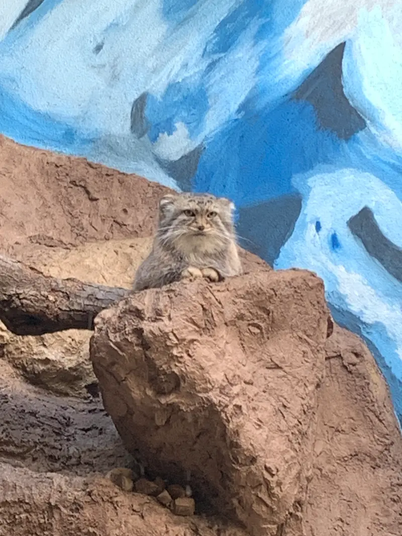 バーミングハム動物園のミーシャの写真