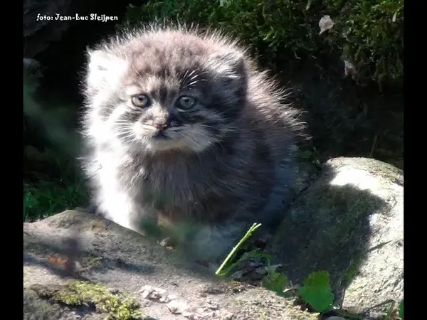 ロッテルダム動物園のローシェとマノエルの動画
