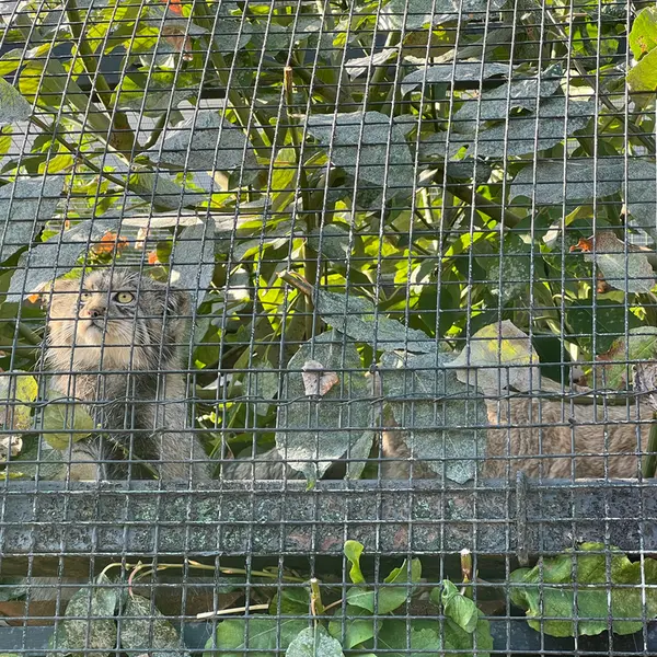 レニングラード動物園のシューの写真