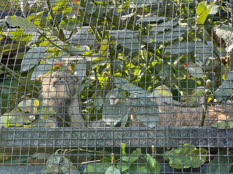 レニングラード動物園のシューの写真