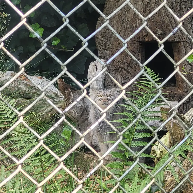 ヘラブルン動物園のプルシの写真