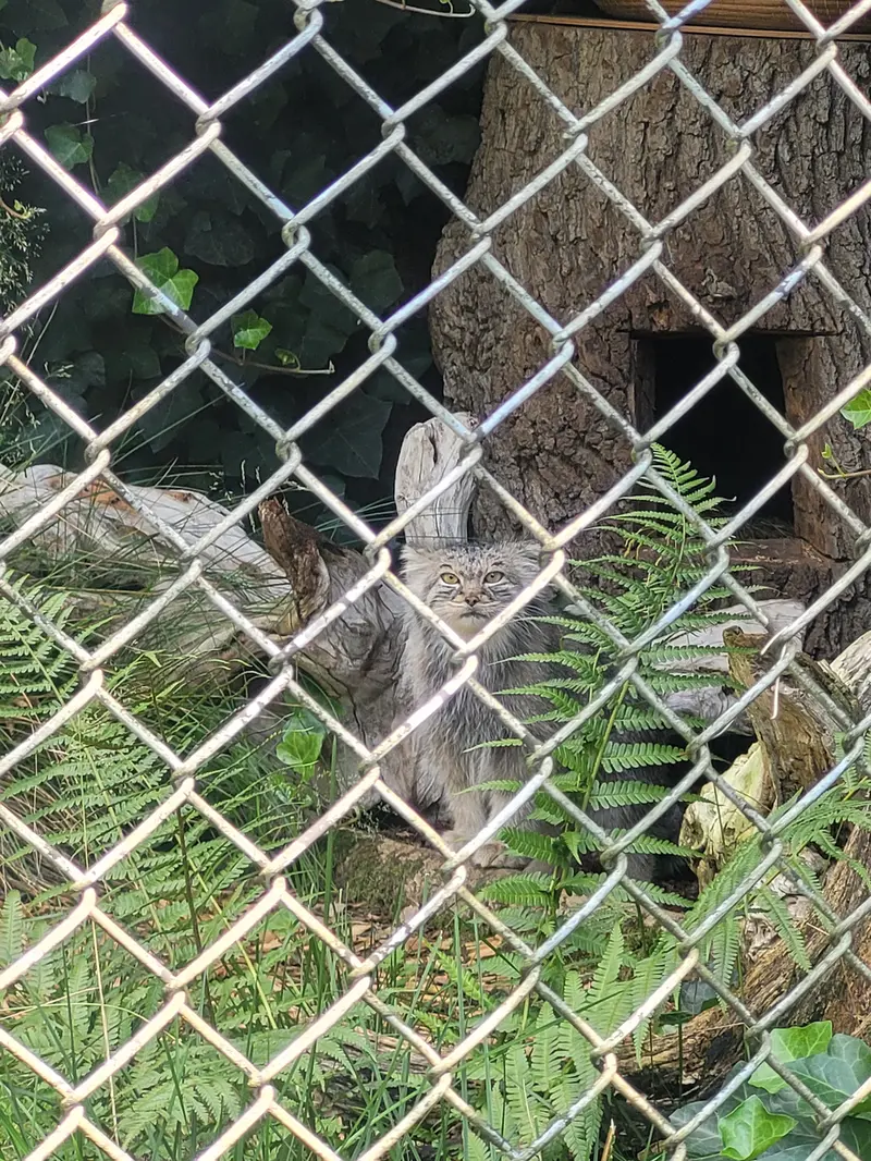 ヘラブルン動物園のプルシの写真