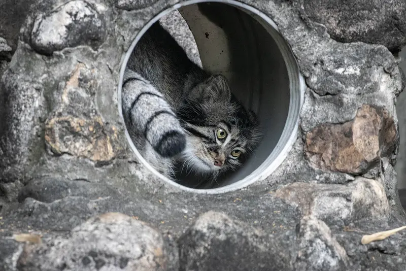 モスクワ動物園のティモフェイの写真
