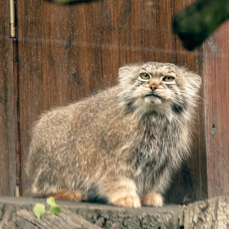 リトアニア動物園のメリッサの写真