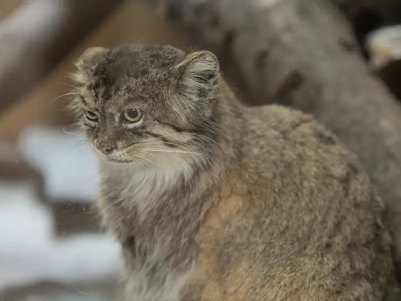 恩賜上野動物園のプリームラの写真