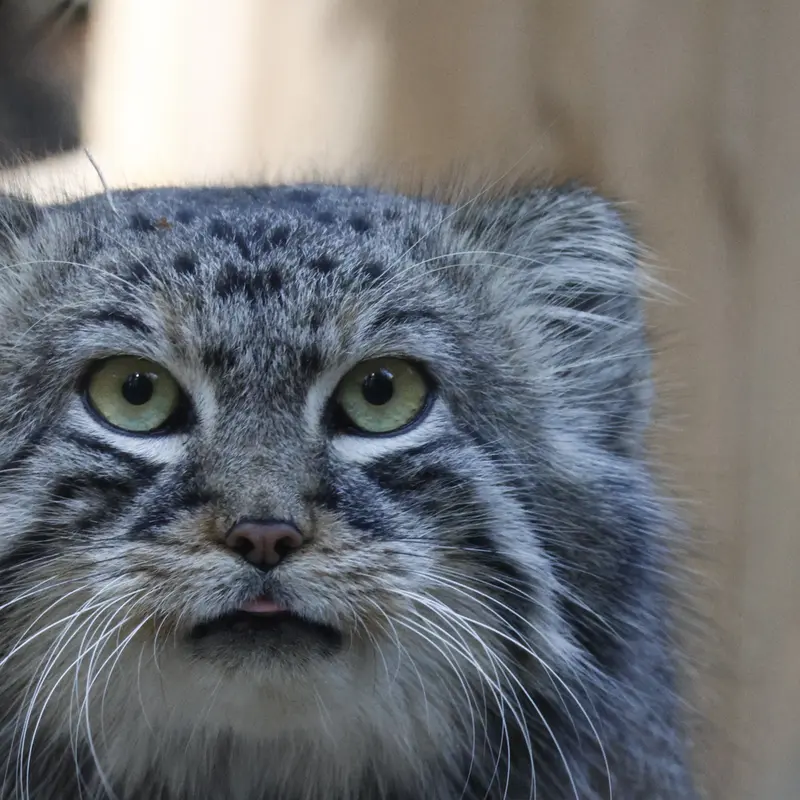 ノヴォシビルスク動物園のルフの写真