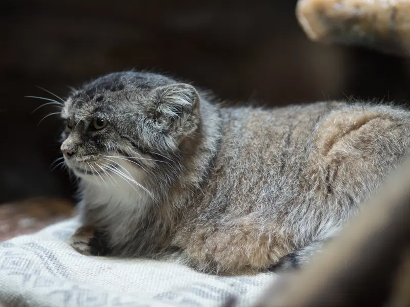 恩賜上野動物園のプリームラの写真