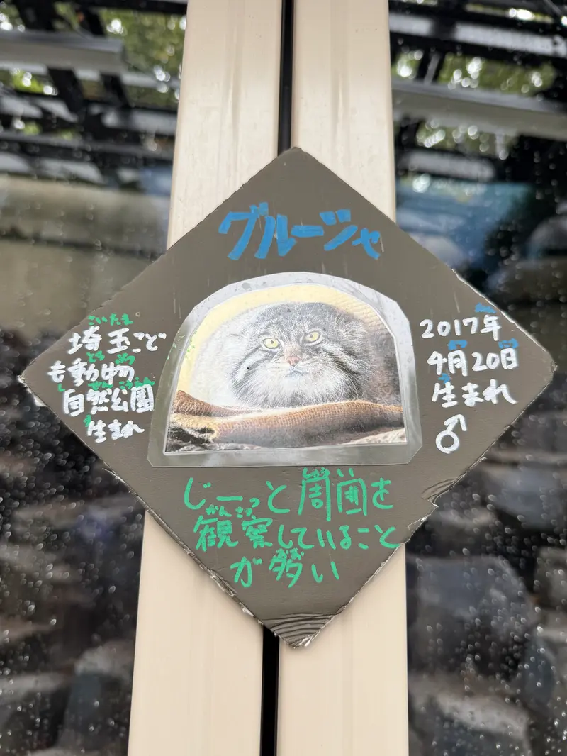 旭山動物園のグルーシャの写真