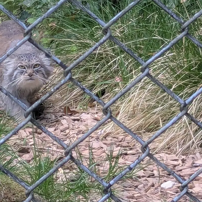 ヘラブルン動物園のプルシの写真
