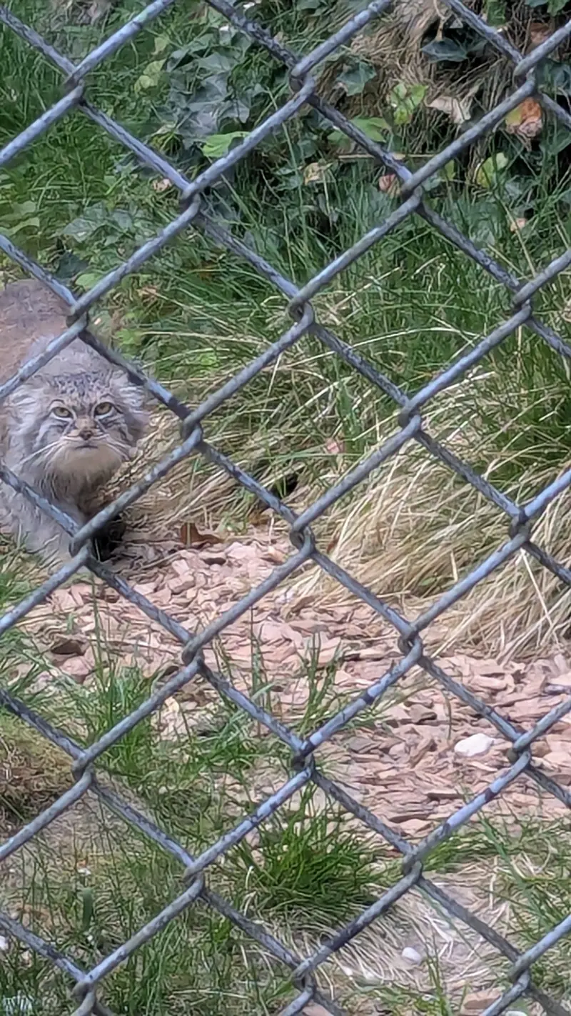 ヘラブルン動物園のプルシの写真