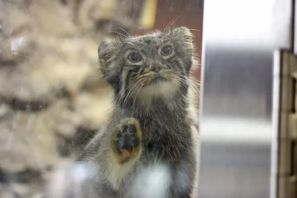 恩賜上野動物園のユスの写真