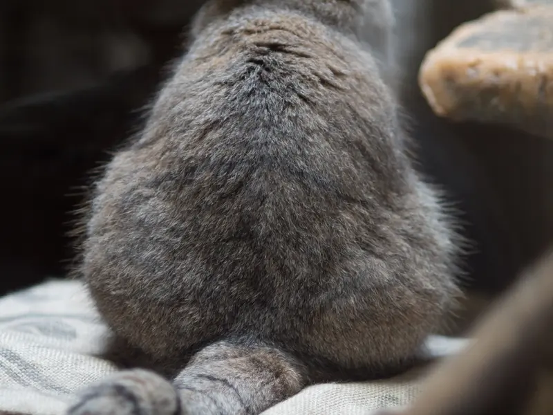 恩賜上野動物園のプリームラの写真