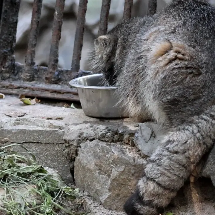 ノヴォシビルスク動物園のマリクの写真