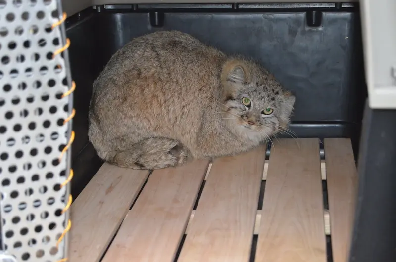 コシツェ動物園のアラニの写真