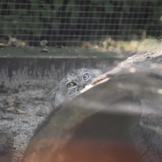 コシツェ動物園のアラニの写真