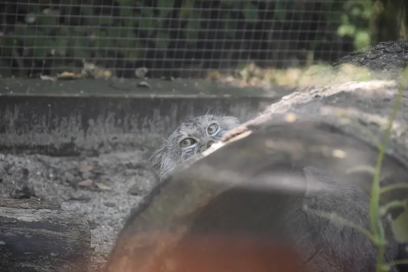 コシツェ動物園のアラニの写真