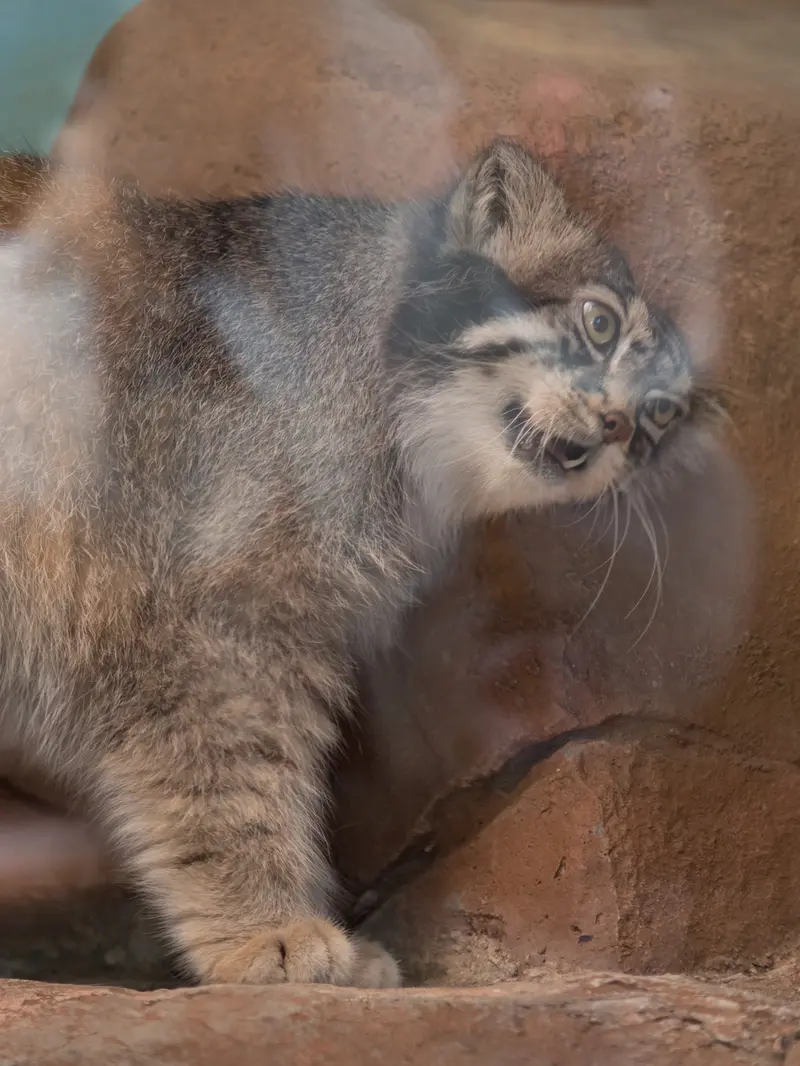 神戸市立王子動物園のイーリスの写真