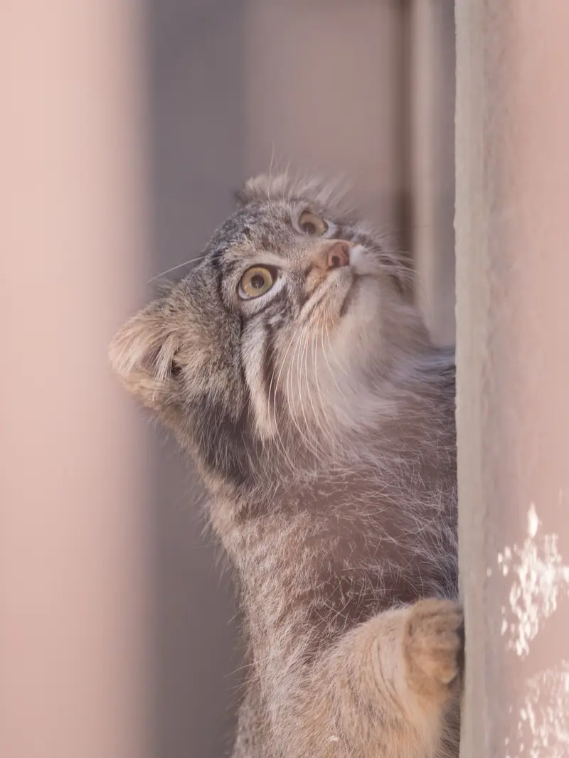野毛山動物園のフィーガの写真