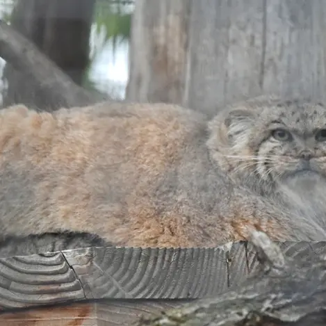 ザールブリュッケン動物園のカルプソの写真