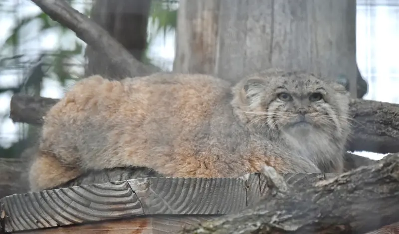 ザールブリュッケン動物園のカルプソの写真