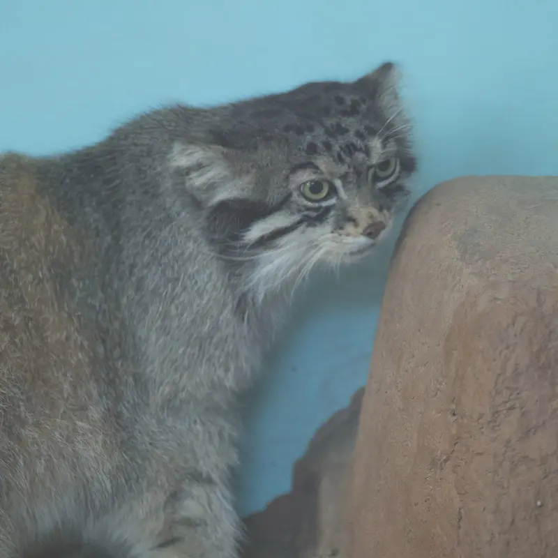 神戸市立王子動物園のイーリスの写真