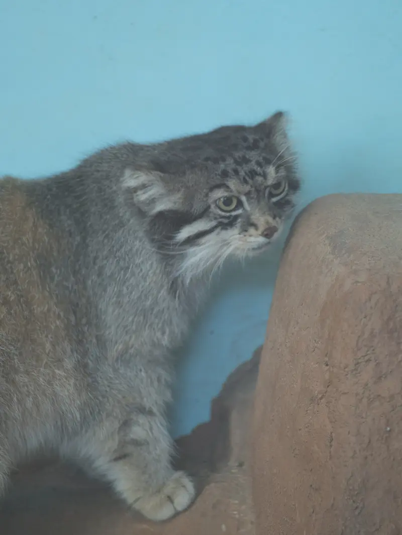 神戸市立王子動物園のイーリスの写真