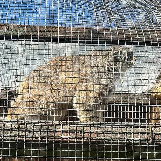レニングラード動物園のペペの写真