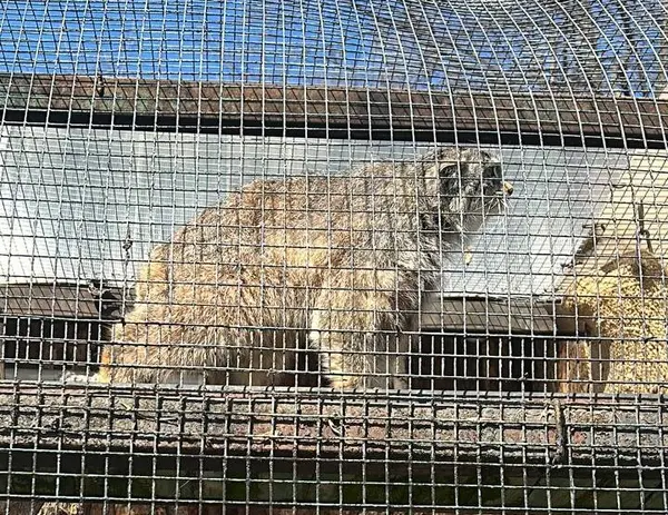 レニングラード動物園のペペの写真