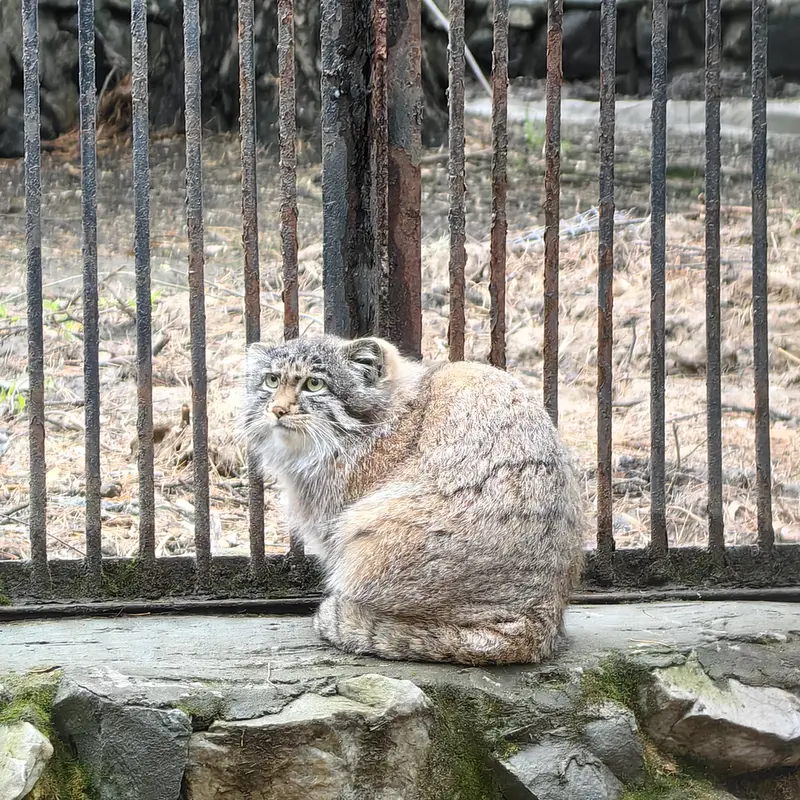 ノヴォシビルスク動物園のグレイの写真