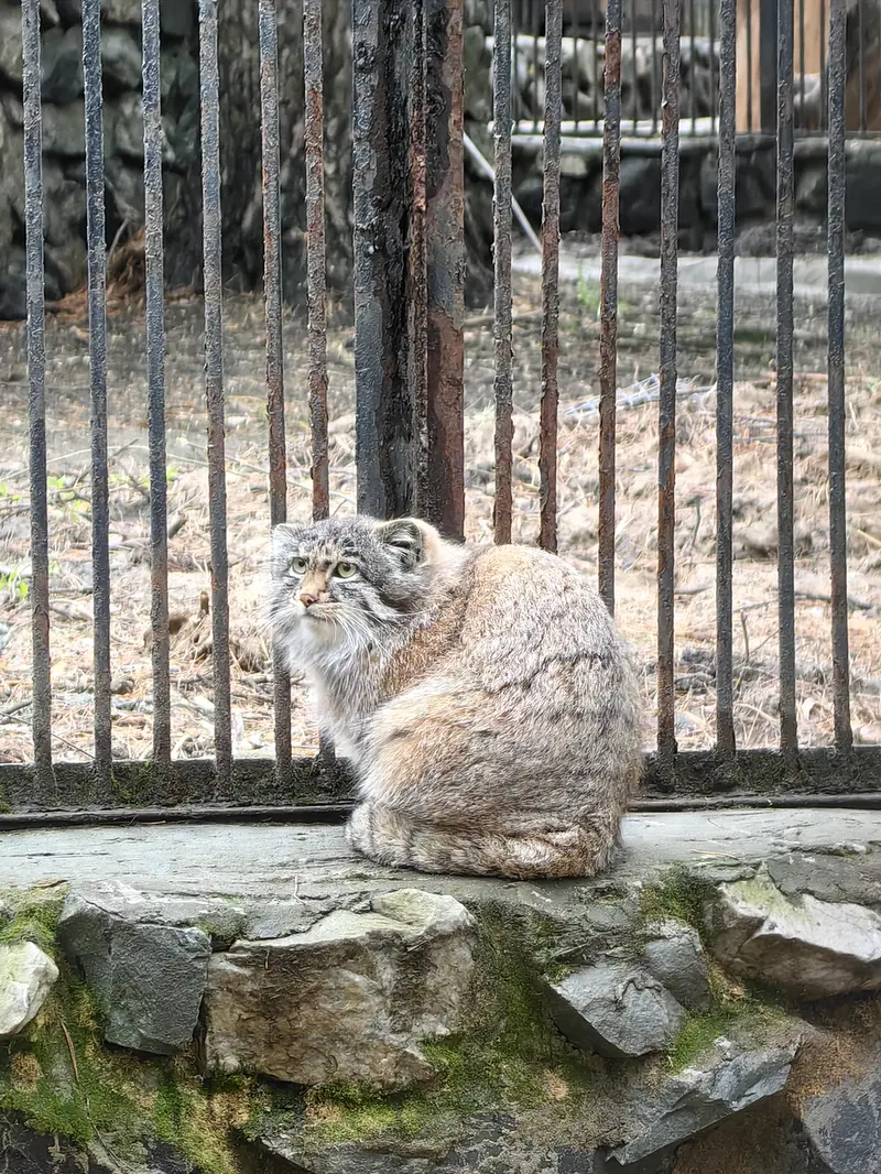 ノヴォシビルスク動物園のグレイの写真