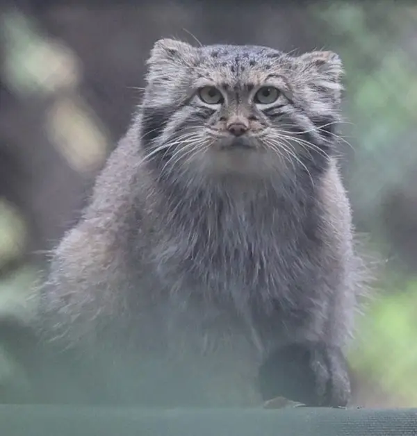ノヴォシビルスク動物園のスネジャナの写真