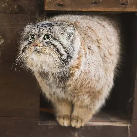 ポズナン新動物園のプルトンの写真