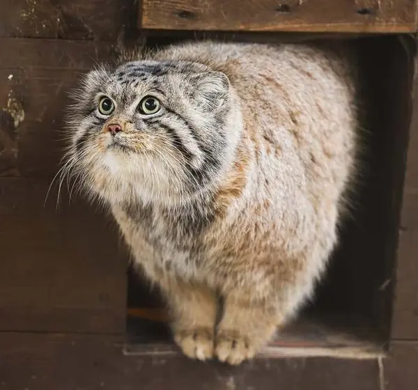 ポズナン新動物園のプルトンの写真