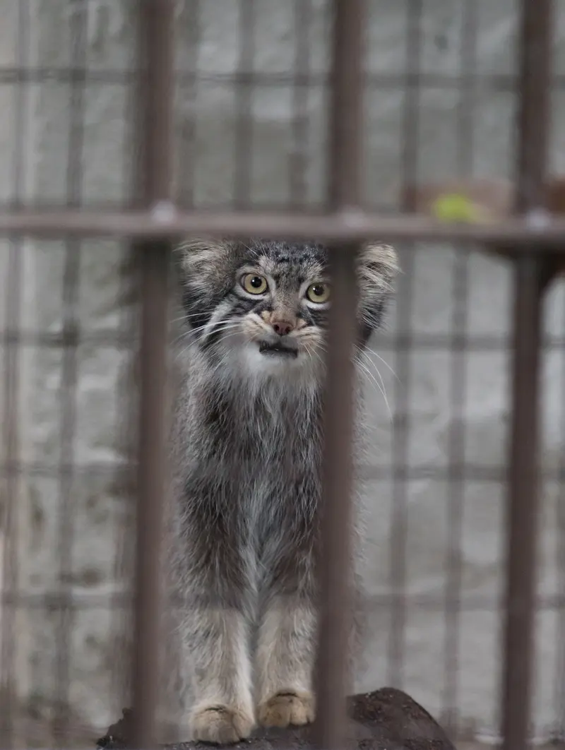 野毛山動物園のフィーガの写真
