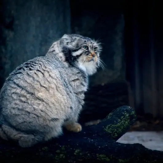モスクワ動物園のヴァディムの写真