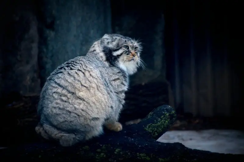 モスクワ動物園のヴァディムの写真