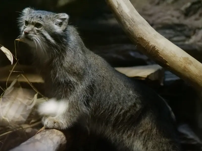 恩賜上野動物園のクリョンの写真