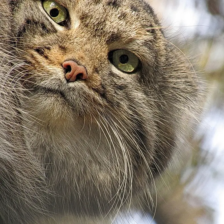 ノヴォシビルスク動物園のカラガンダの写真