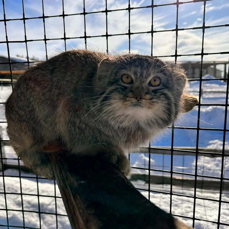サファリ・ノース野生動物公園のマヌルネコの写真