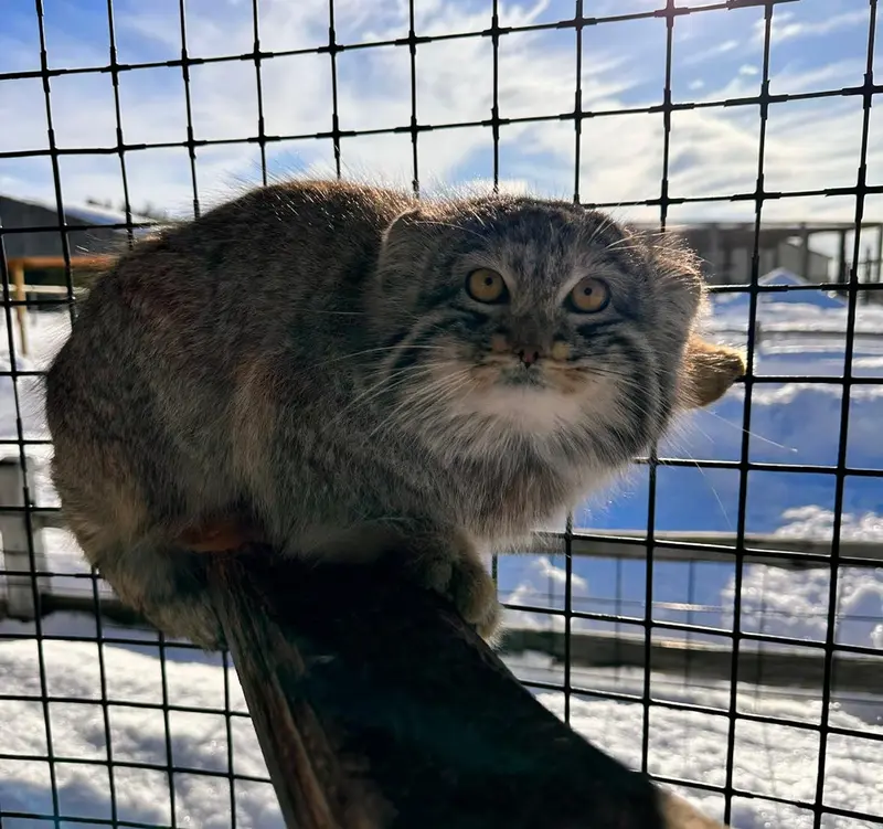 サファリ・ノース野生動物公園のマヌルネコの写真