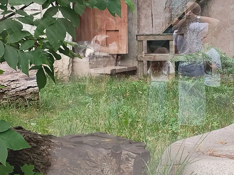 モスクワ動物園のティモフェイの写真