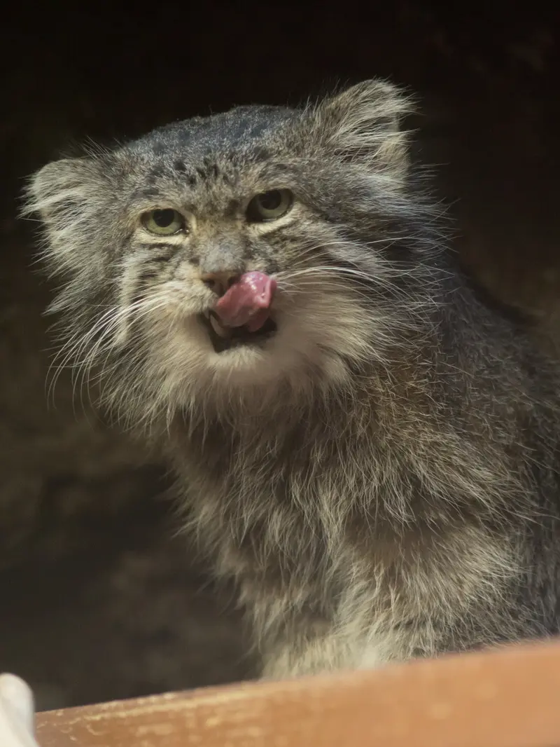 恩賜上野動物園のクリョンの写真