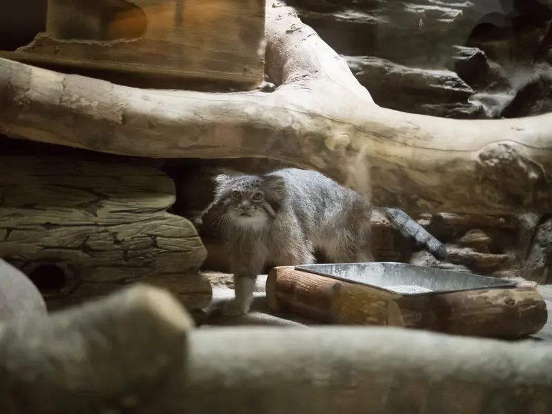 恩賜上野動物園のクリョンの写真