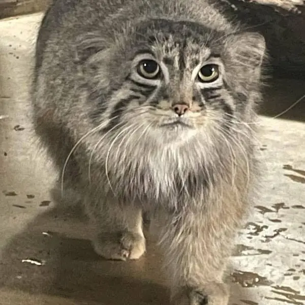 ブルックフィールド動物園シカゴのヨハンの写真