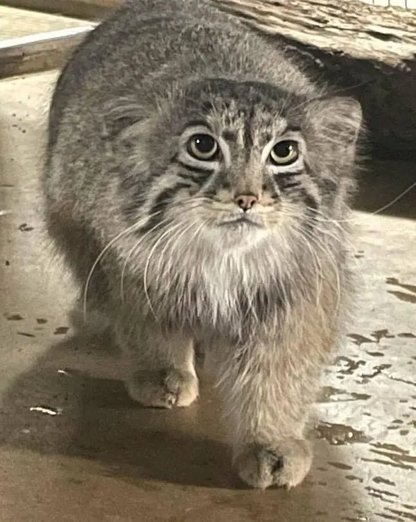 ブルックフィールド動物園シカゴのヨハンの写真