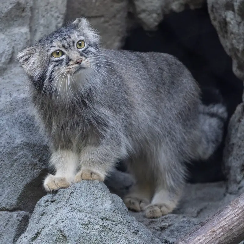 ウッドランド・パーク動物園のグースの写真