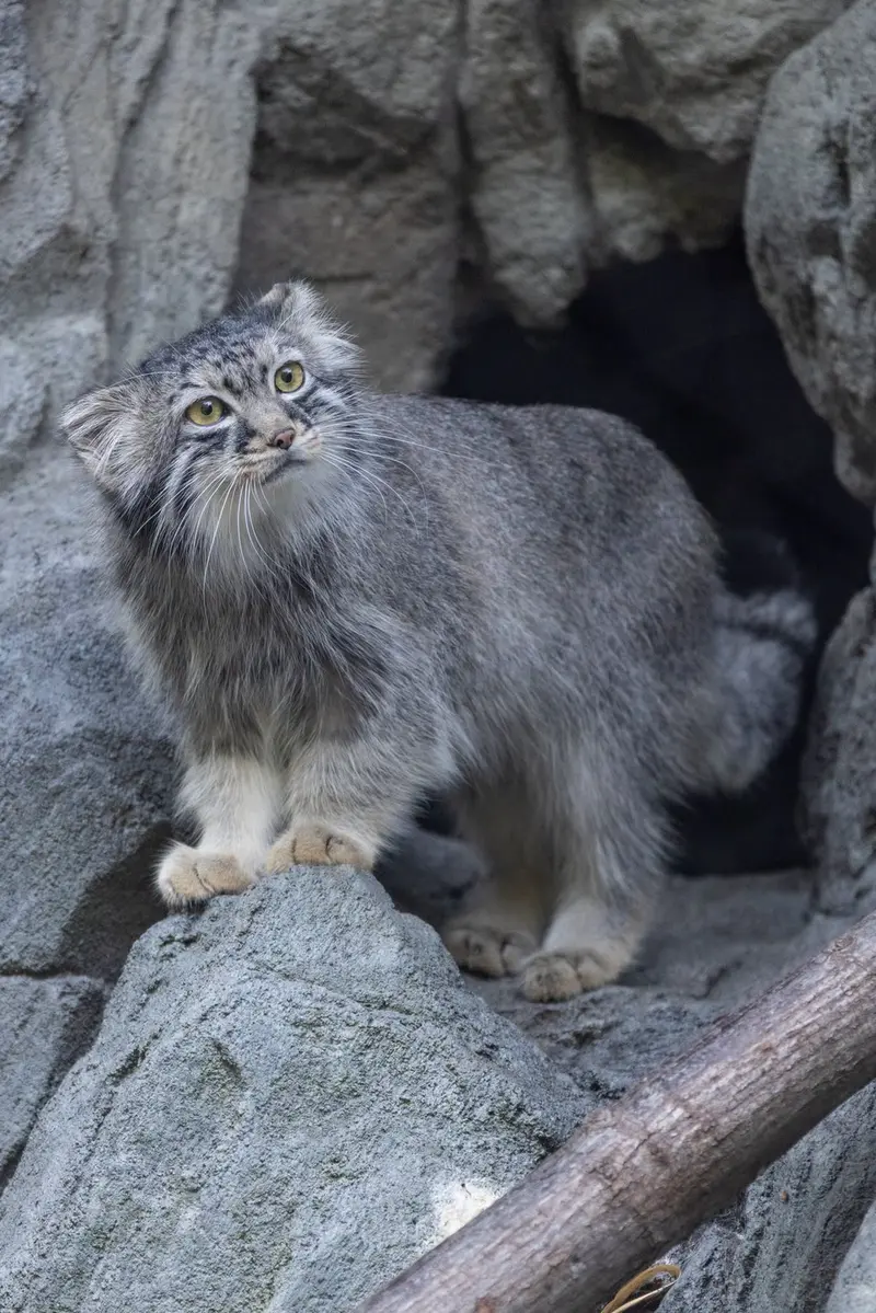 ウッドランド・パーク動物園のグースの写真