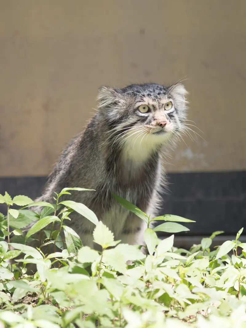 旭山動物園のヒデの写真