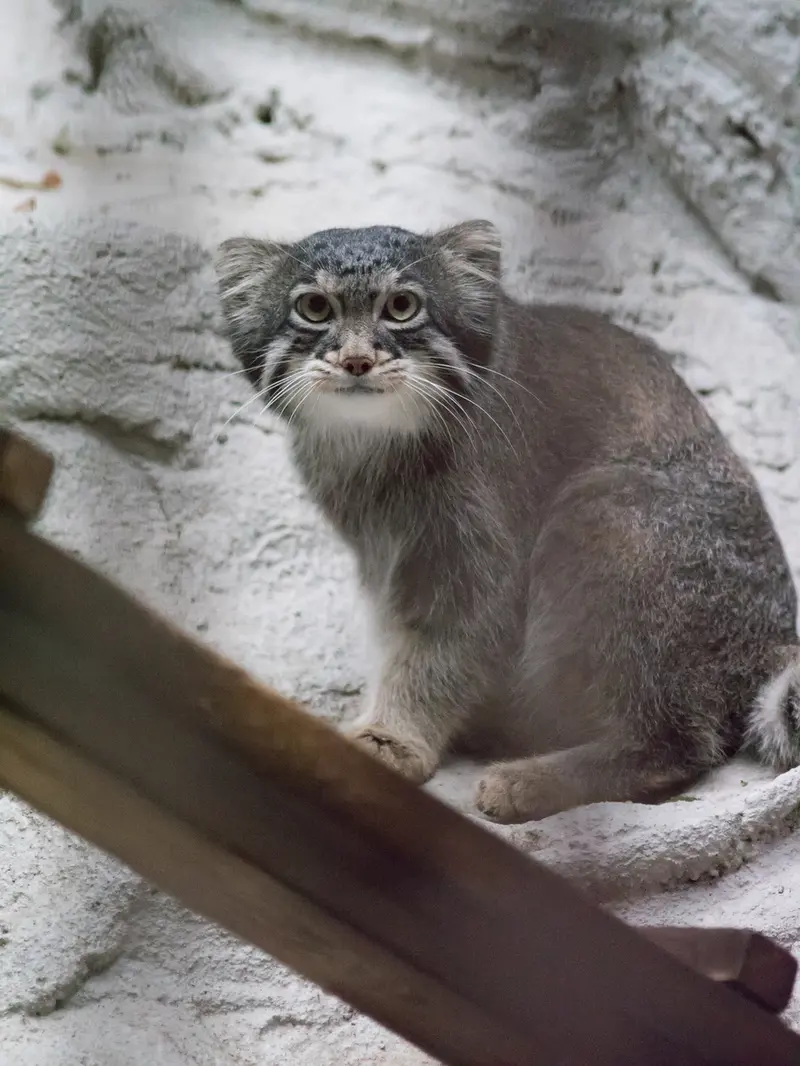 野毛山動物園のフィーガの写真