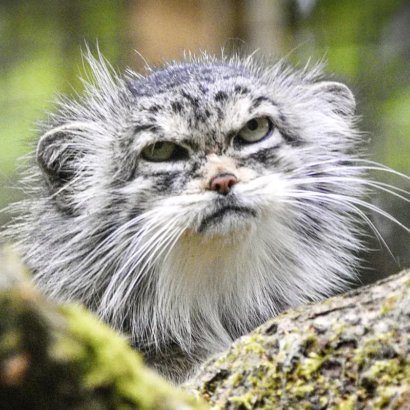 コッツウォルド・ワイルドライフ・パーク・アンド・ガーデンズのマヌルネコのペネロペ